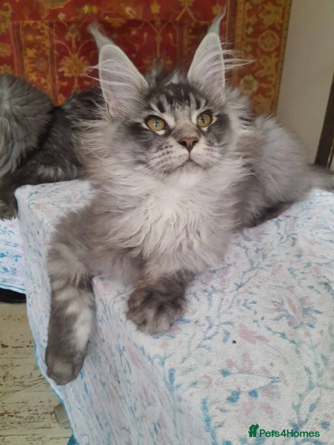 Maine Coon cats for sale: black silver ticked girl and boy TICAreg mainecoon - Advert 1