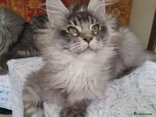 Maine Coon cats for sale: black silver ticked girl and boy TICAreg mainecoon - Advert 1