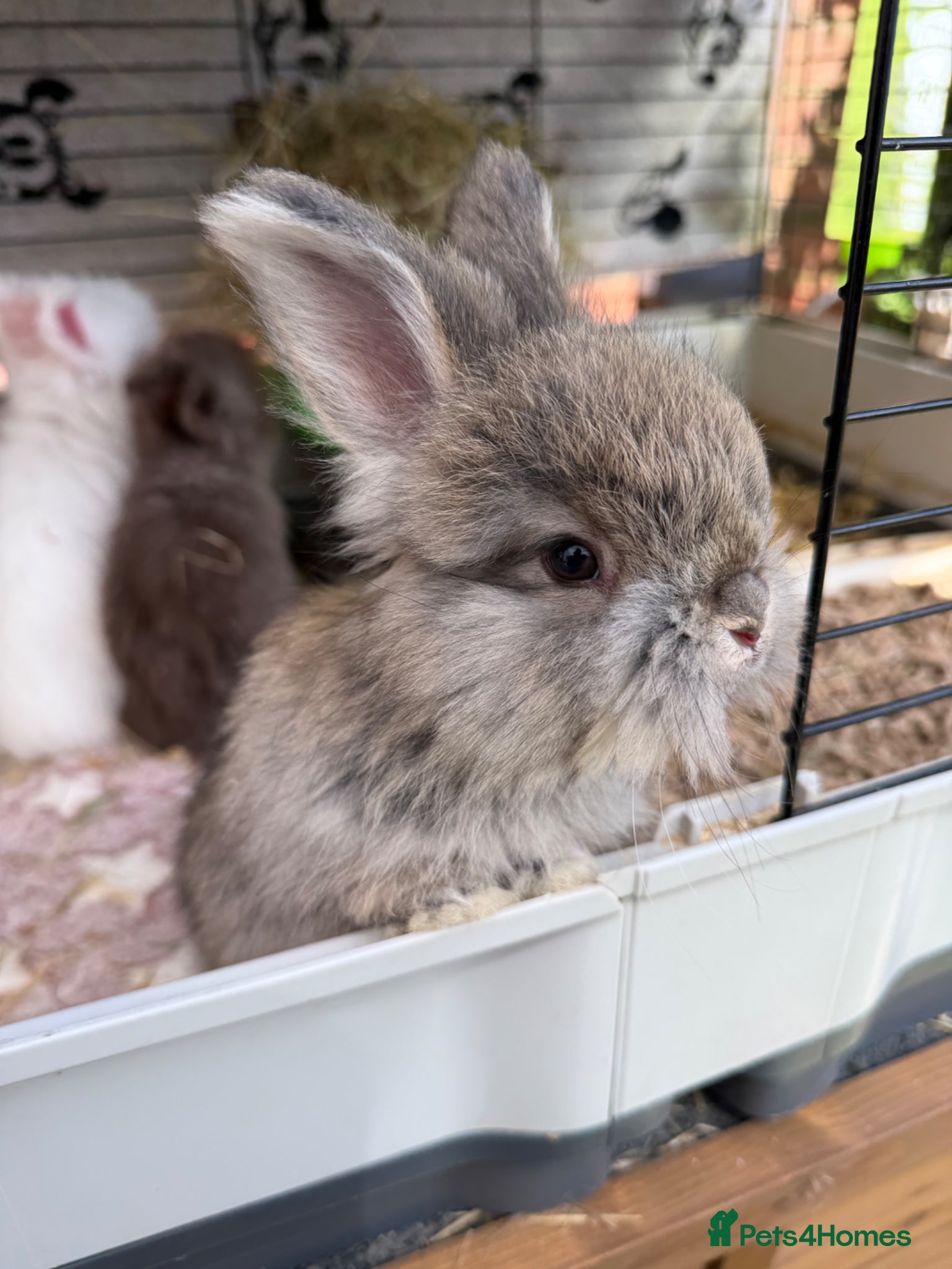 Angora rabbits Angora buns - Advert 2
