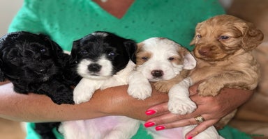 Cockapoo dogs - Advert 2