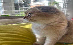 Scottish Fold cats for sale: Gold Chinchilla Scottish fold baby’s  - Image 37