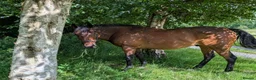 English Thoroughbred horses for sale: Bay gelding thoroughbred 15.2 in Church Stretton - Advert 4