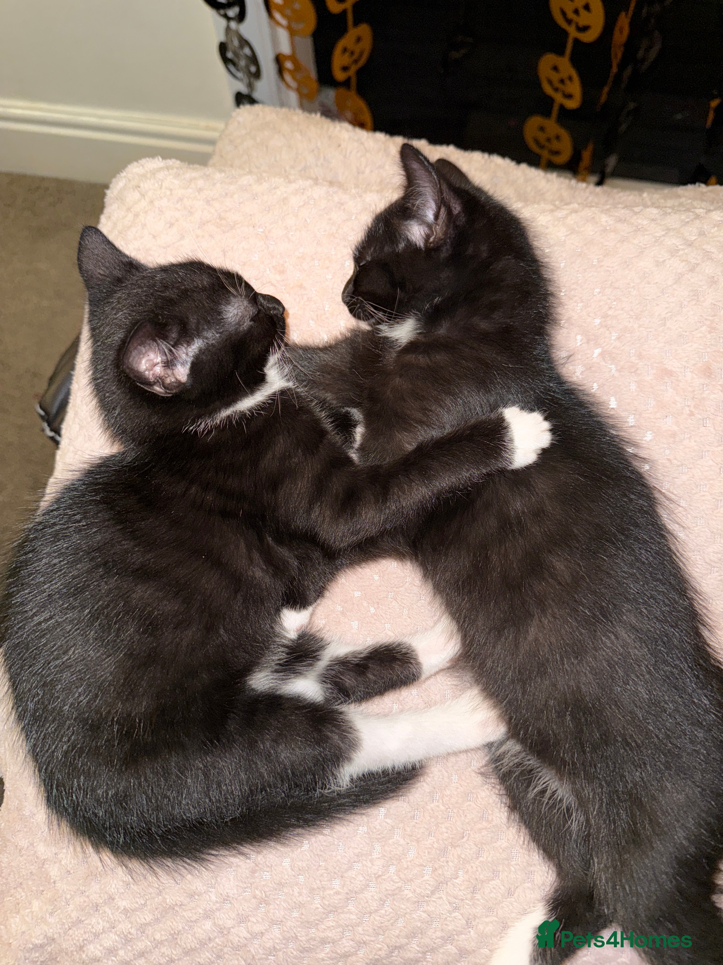 Mixed Breed cats Gorgeous 4 month old kittens  - Advert 1