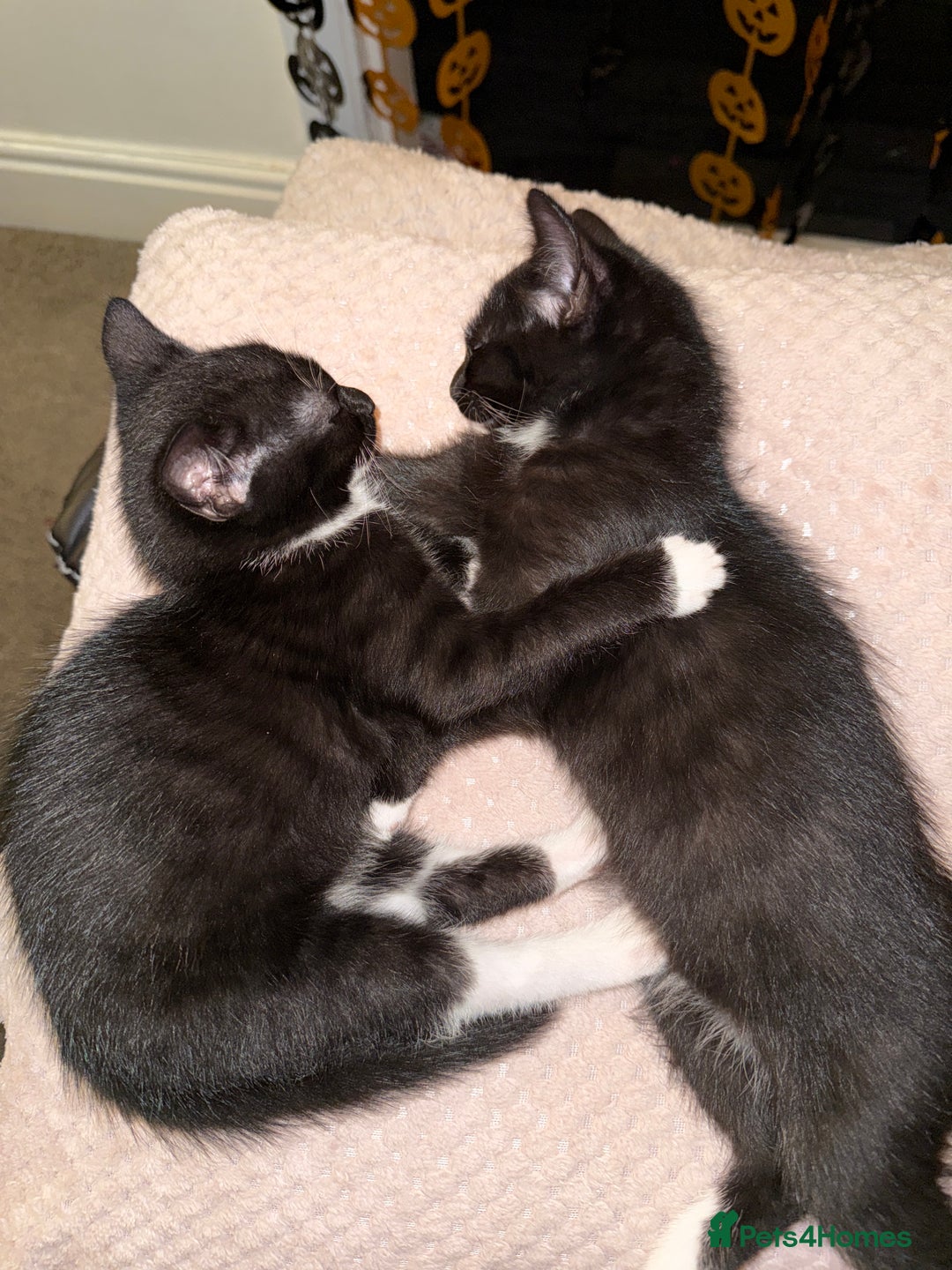 Mixed Breed cats for sale: Gorgeous 4 month old kittens  - Advert 1