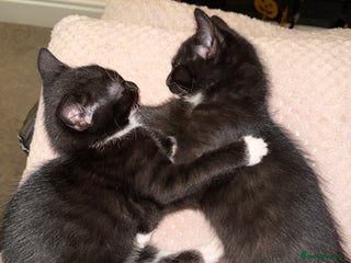 Mixed Breed cats Gorgeous 4 month old kittens - Advert 1