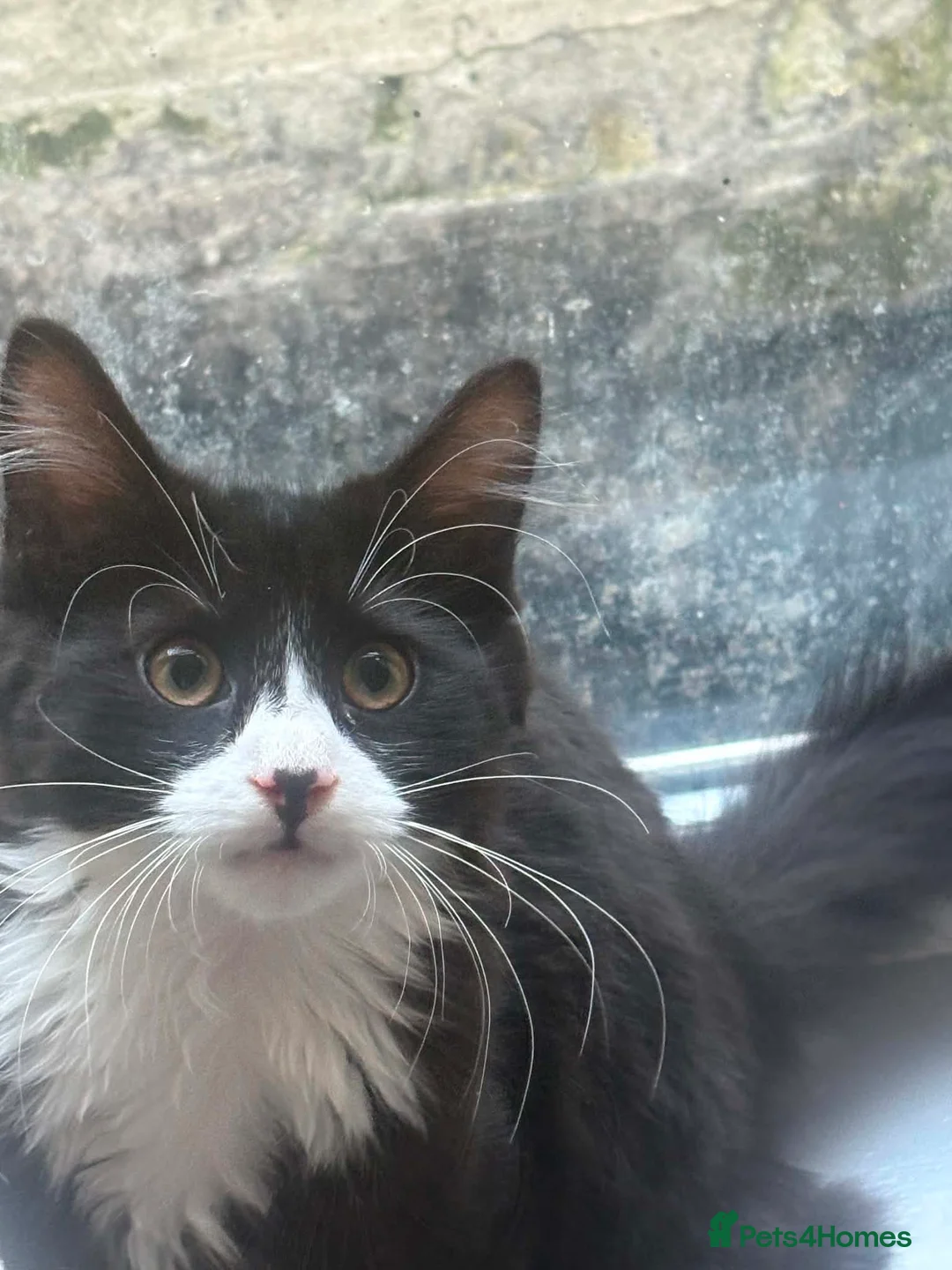 Mixed Breed cats for sale: Brother and sister - Advert 2