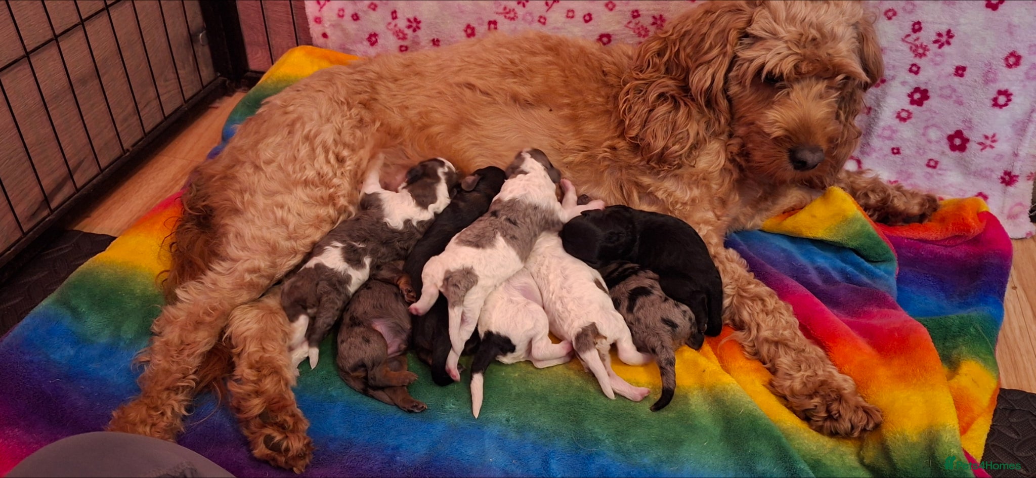 Cavapoo dogs STUNNING RARE MERLE FLB CAVAPOO PUPPIES  - Advert 1