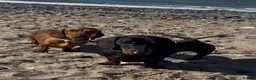 Miniature Dachshund dogs for stud: STUD Mini Dachshund  - Advert 21