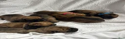 Presa Canario dogs for sale: Purebred Presa canario puppies for sale  - Advert 3