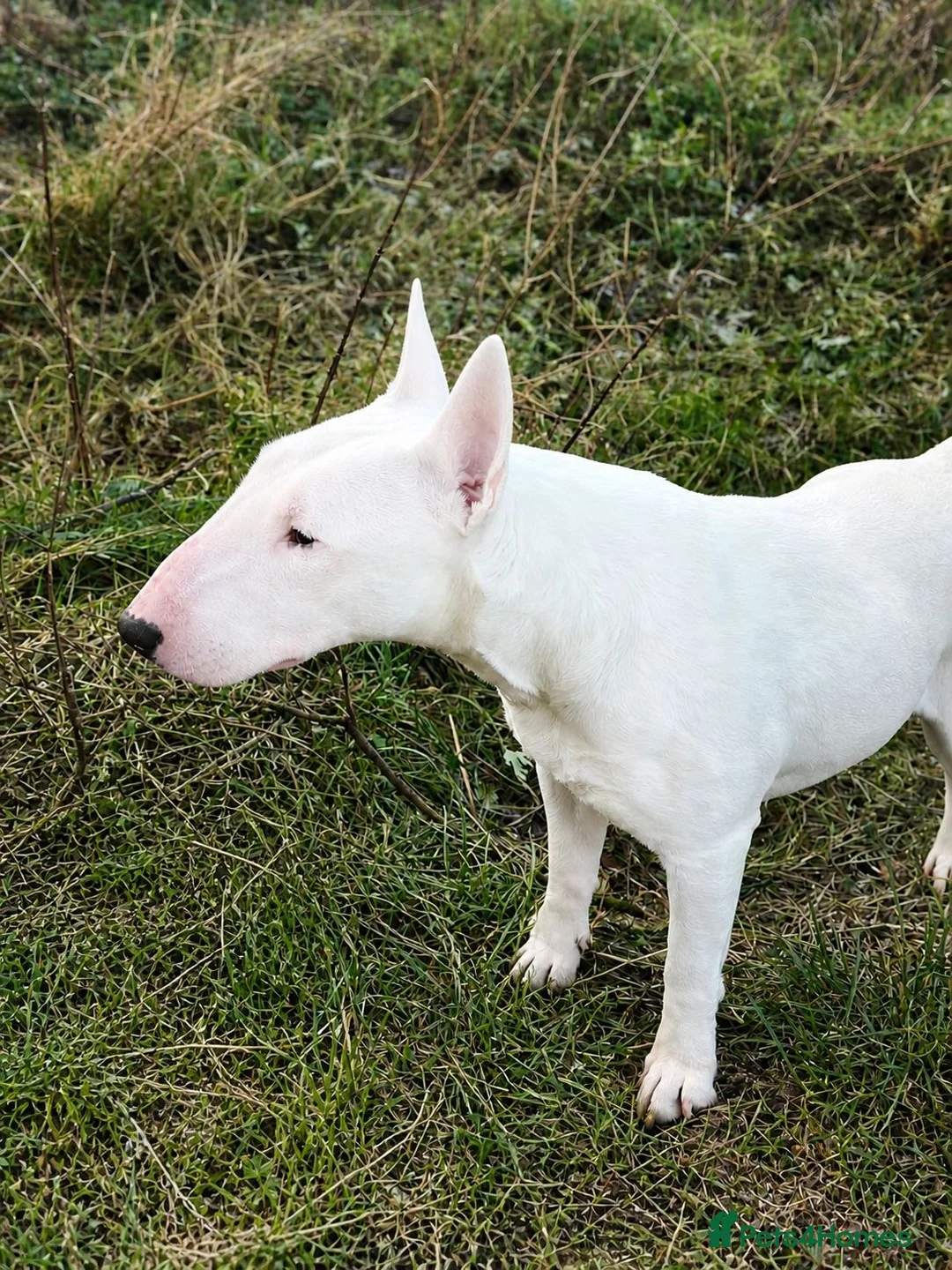 English Bull Terrier dogs for sale: Beautiful puppies in Edinburgh - Advert 15