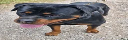 Rottweiler dogs for sale: Rottweiler - Advert 1