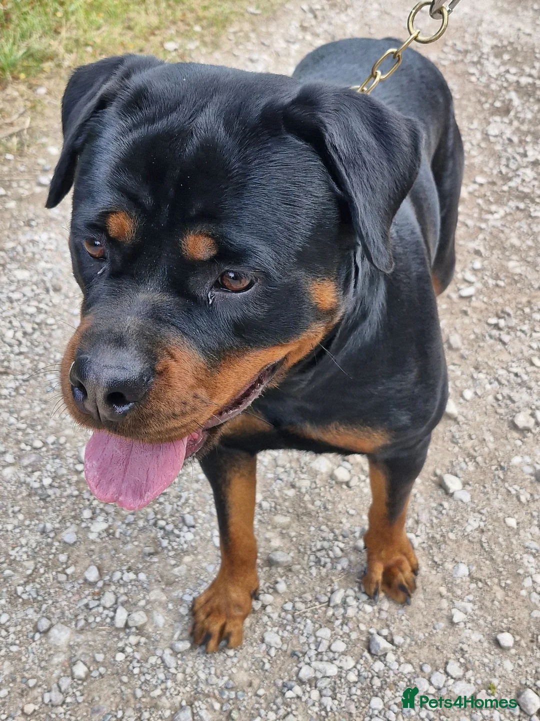 Rottweiler dogs for sale: Rottweiler - Advert 1