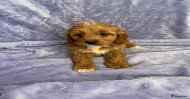 Cavapoo dogs - Advert 4