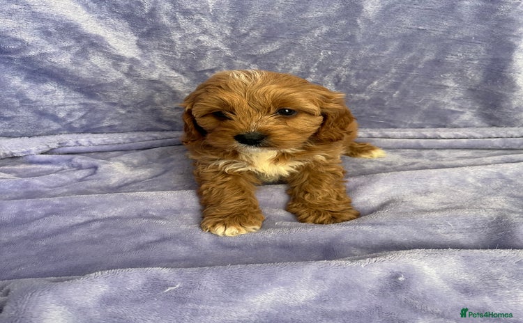 Cavapoo dogs - Advert 1