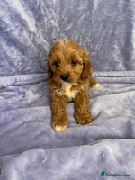 Cavapoo dogs - Advert 6