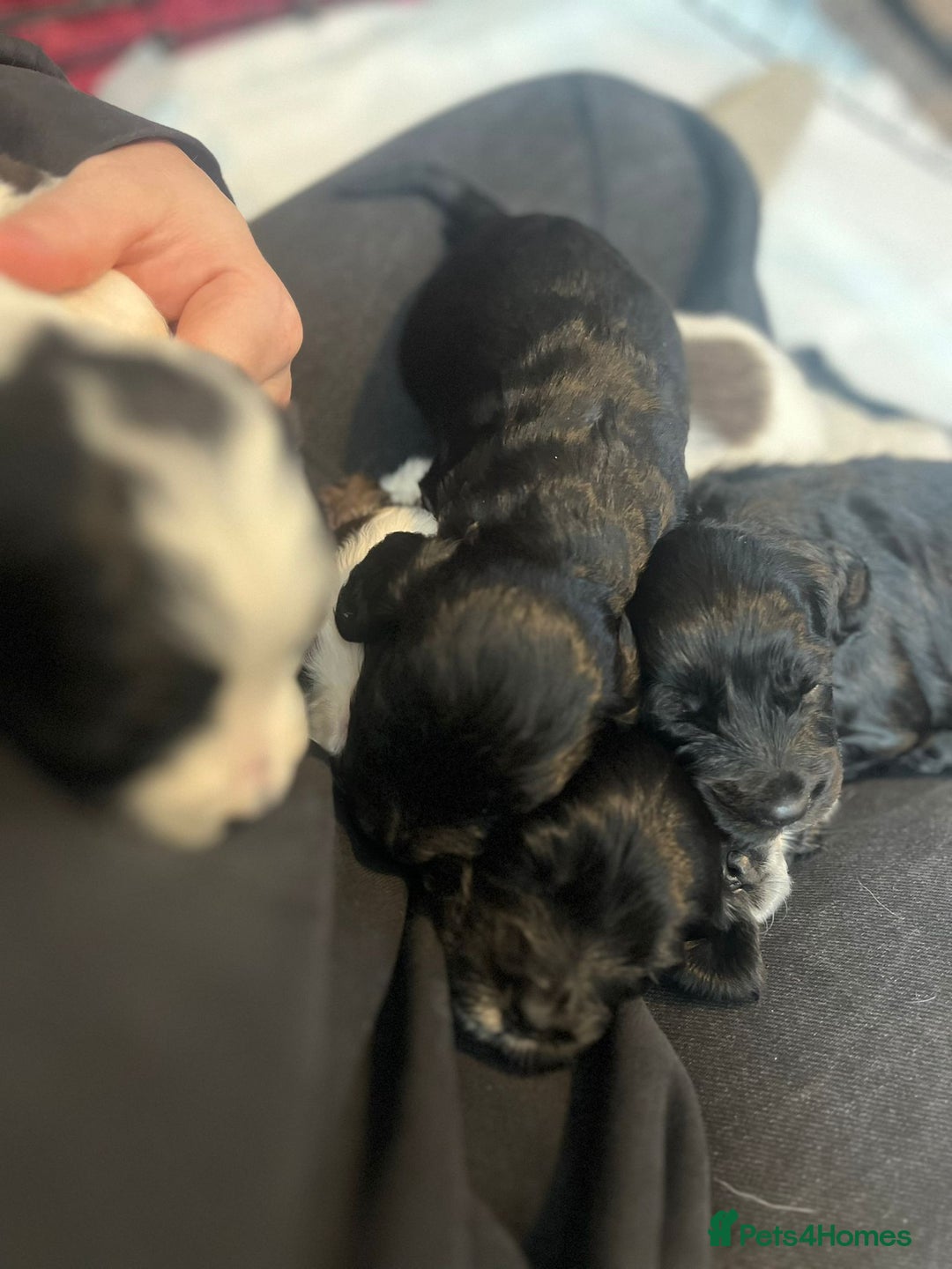 Sprocker dogs for sale: The Best of Both Worlds: Laid-Back & Brainy  - Advert 10