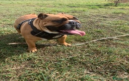 English Bulldog dogs for sale: English bulldog - Image 12