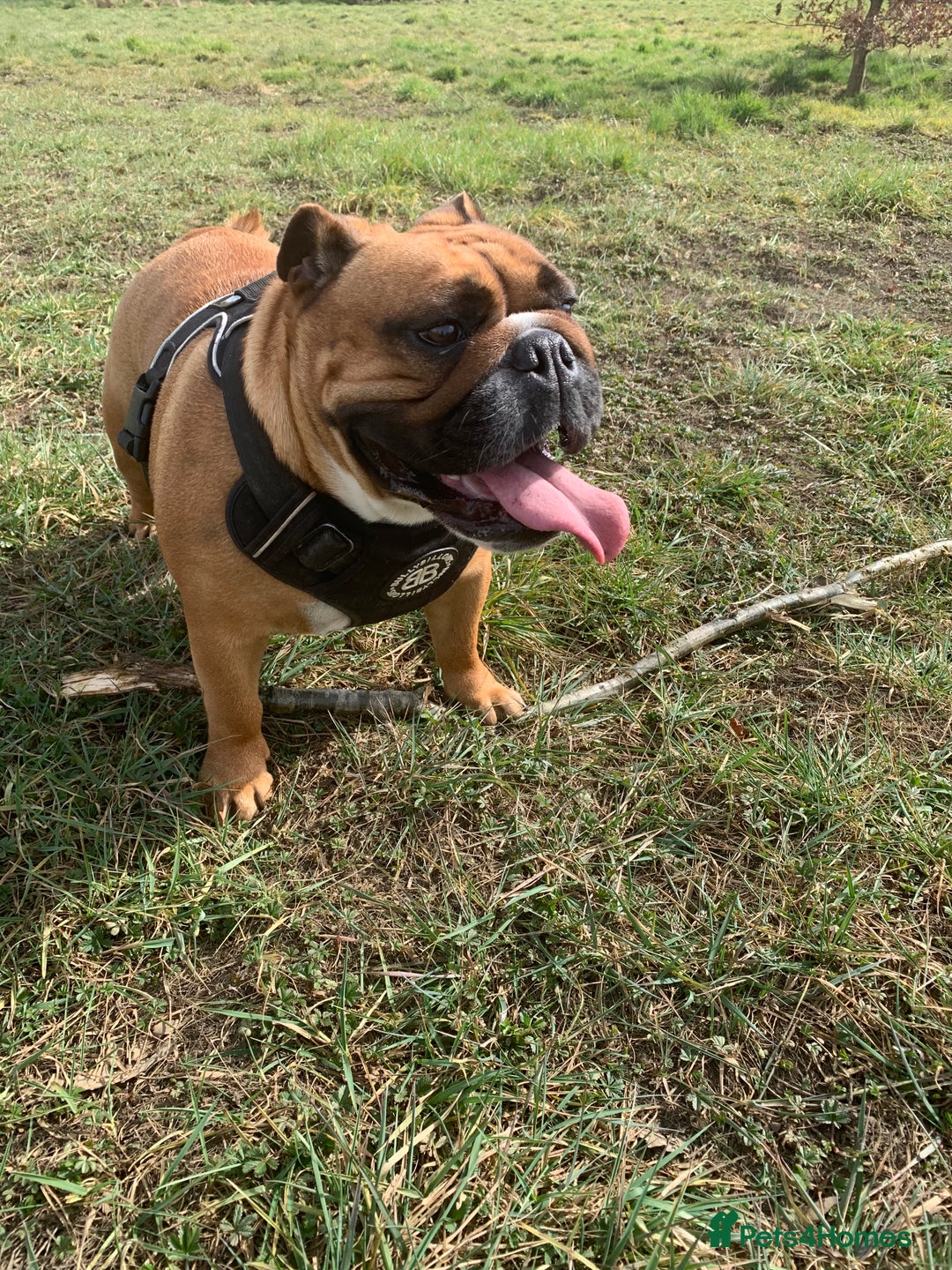 English Bulldog dogs for sale: English bulldog - Image 12