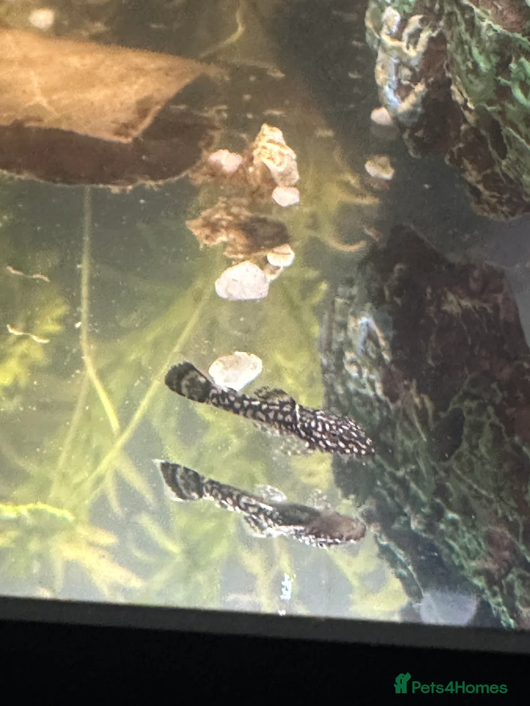 Plecos fish for sale: Baby Bristlenose Plecos for Sale - Available now! - Advert 2