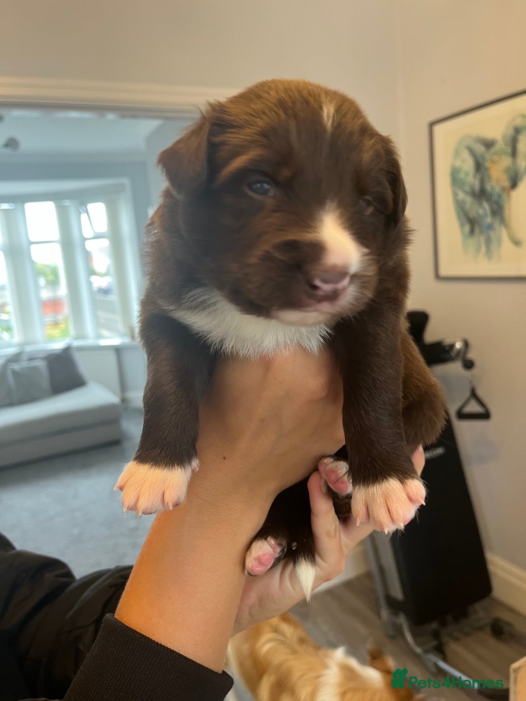 Border Collie dogs for sale: Border Collie pup- Merle, Black, Chocolate, Blonde - Image 8