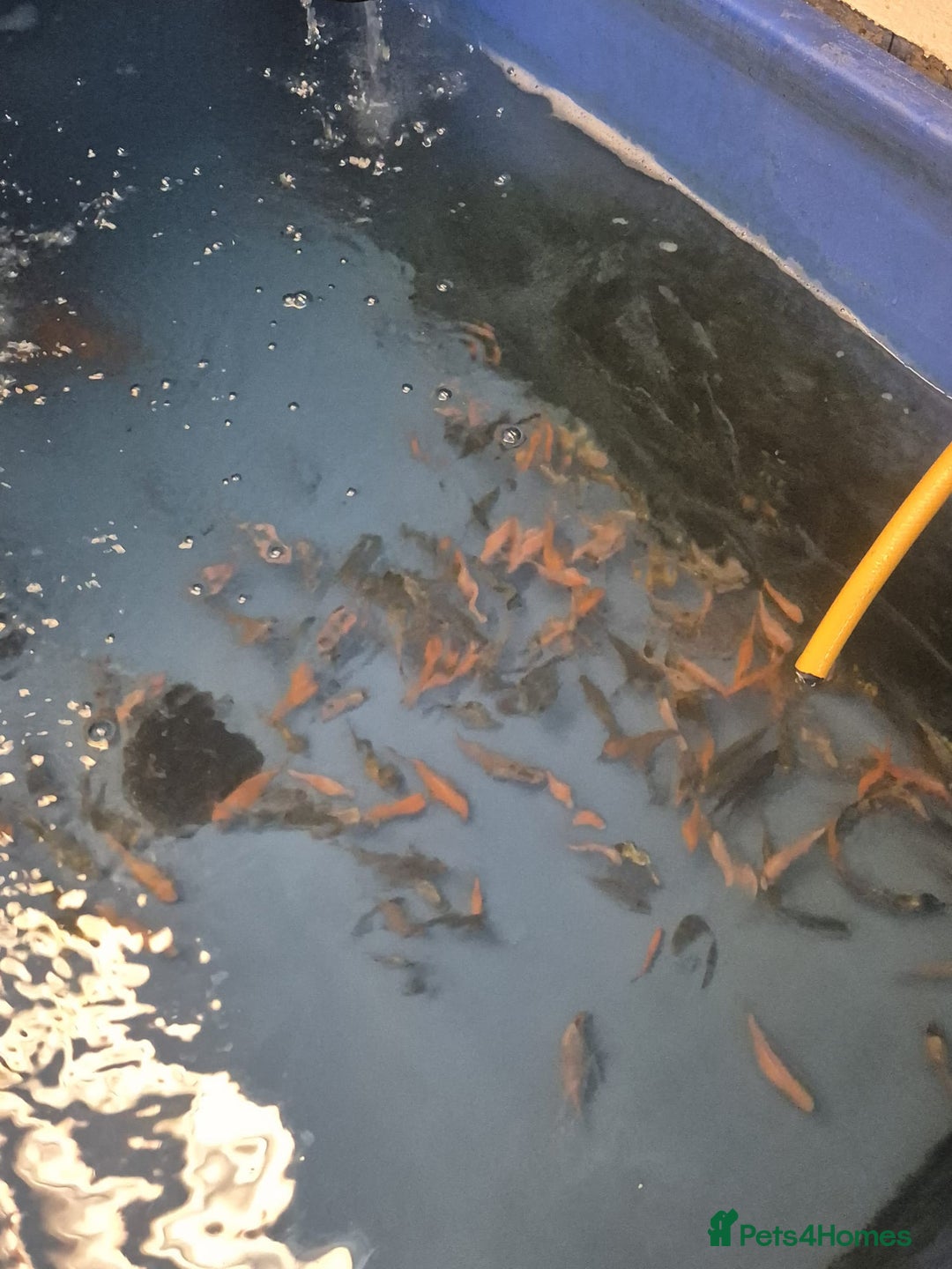 Koi Carp fish for sale: Beautiful Koi  - Image 6