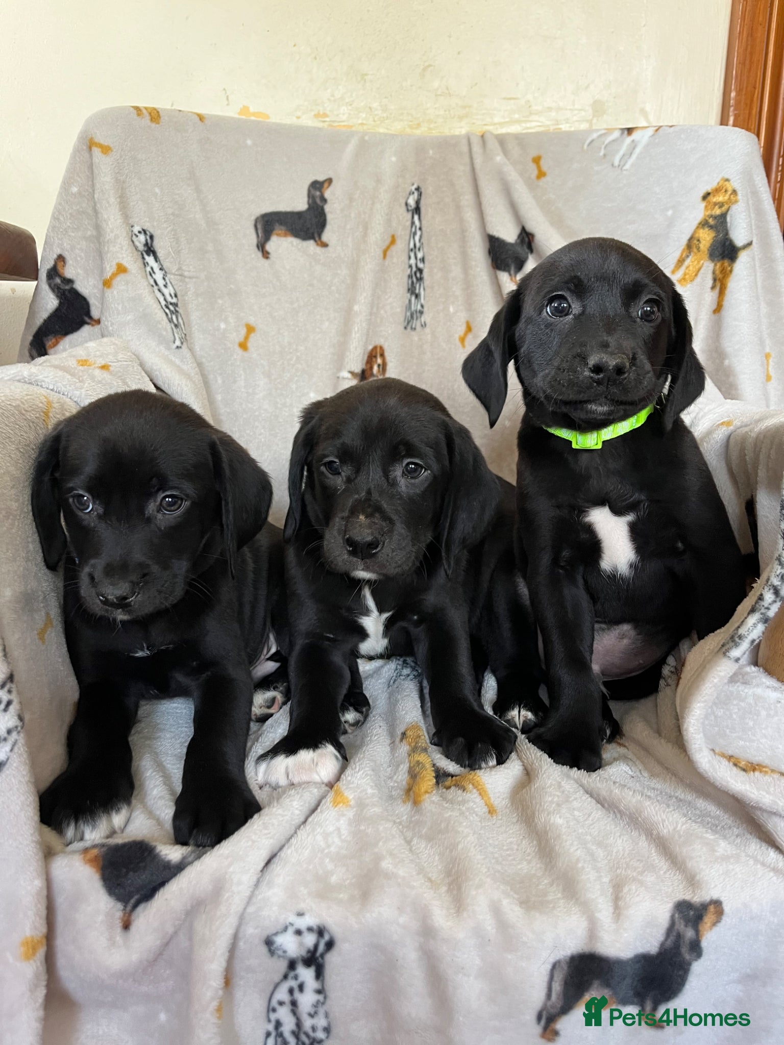 Labrador Retriever dogs Stunning black lab pups  - Advert 14