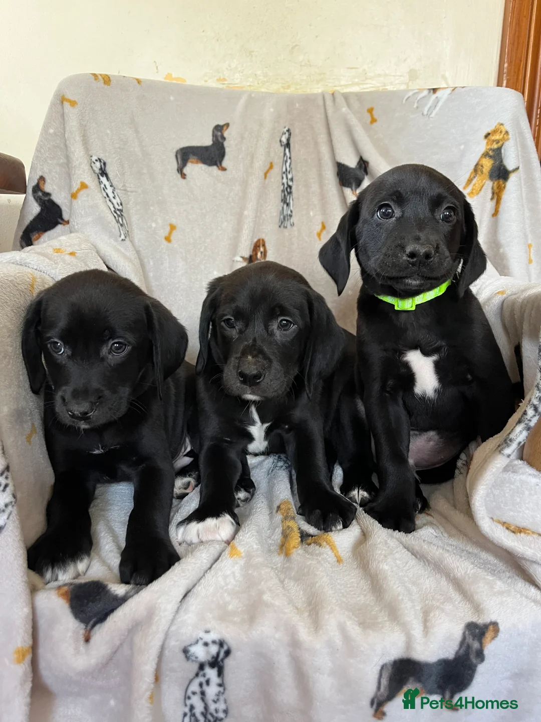 Labrador Retriever dogs for sale: Stunning black lab x pups  - Advert 1
