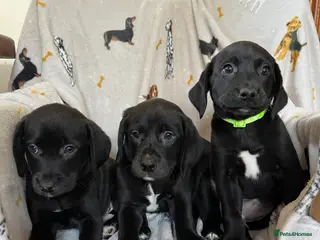 Labrador Retriever dogs Stunning black lab pups - Advert 2