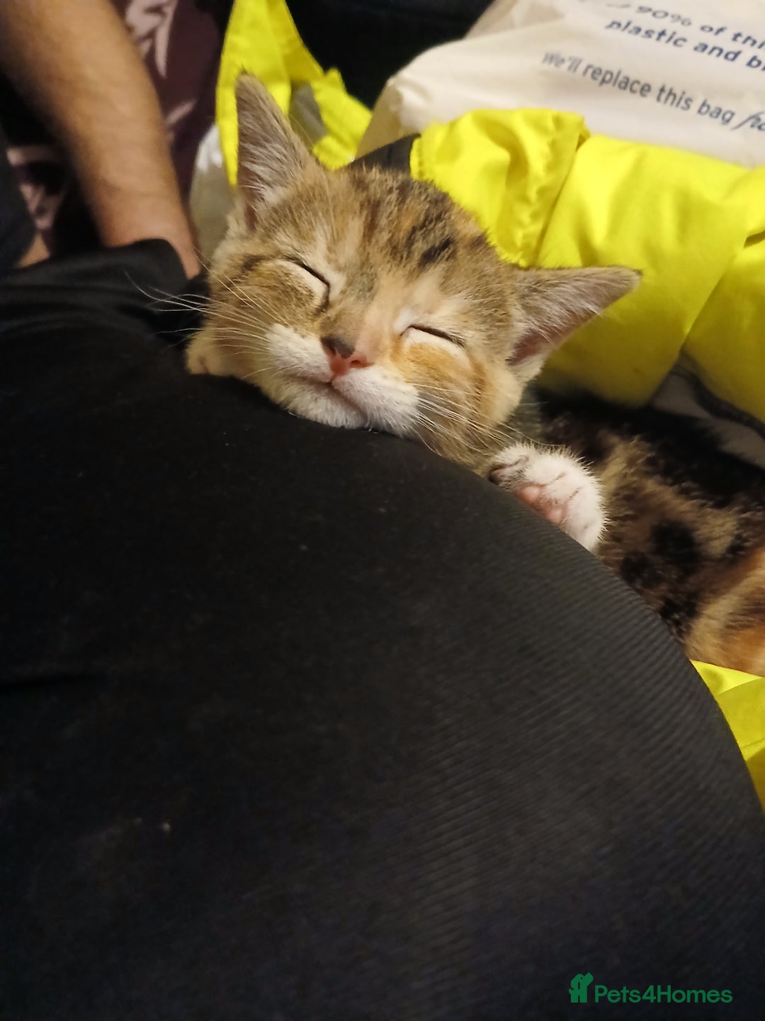 Mixed Breed cats for sale: Kittens for sale - Advert 16