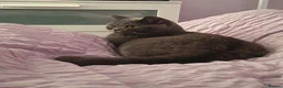 British Shorthair cats for sale: Beautiful GCCF Active Female - Advert 2