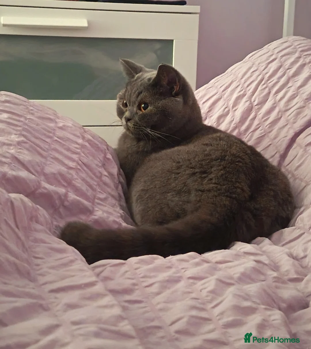 British Shorthair cats for sale: Beautiful GCCF Active Female - Advert 2