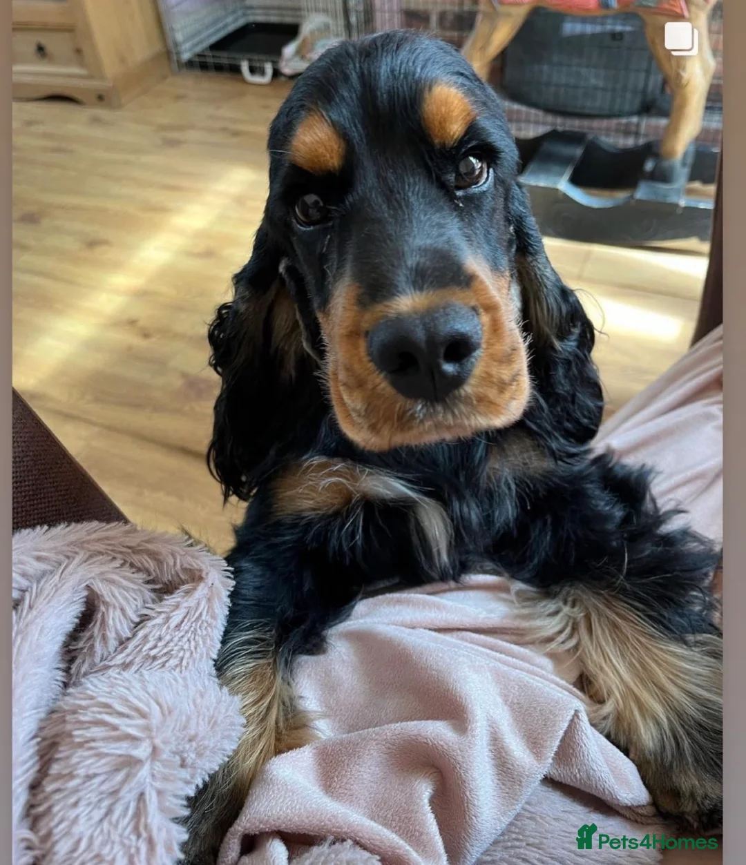 Cocker Spaniel dogs for sale: Waiting list open due 28th March  - Advert 9