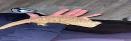 Bearded Dragon reptiles for sale: Bearded dragon for sale  in Birkenhead - Advert 3
