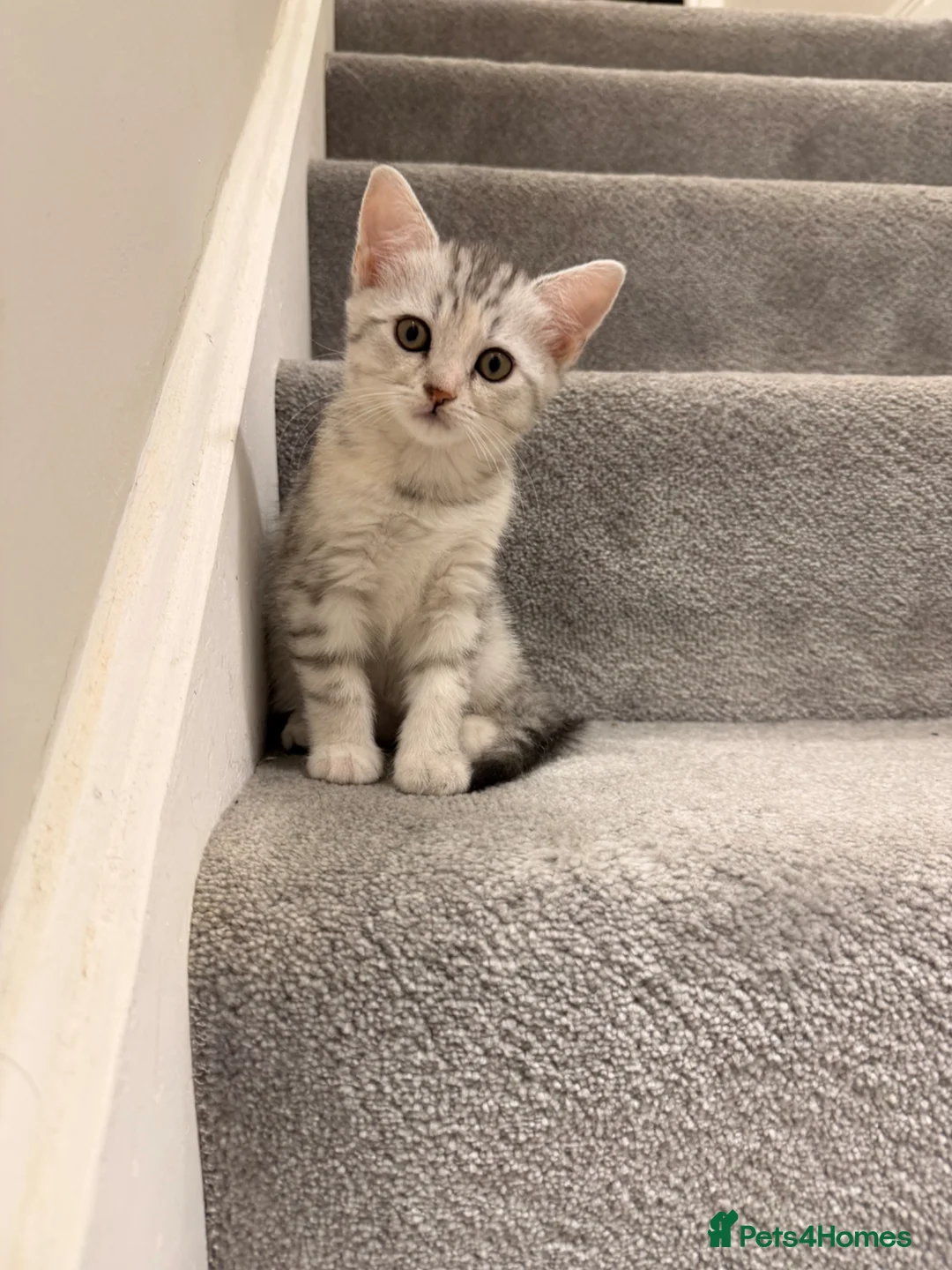 Scottish Fold cats for sale: Scottish straight  - Advert 4