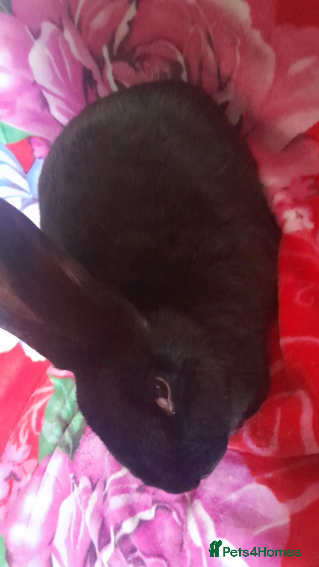Mixed Breed rabbits for sale: Femal gaint rabbit  - Advert 1