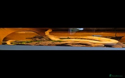 Python Snake reptiles for sale: Dwarf albino lavender python - Image 4