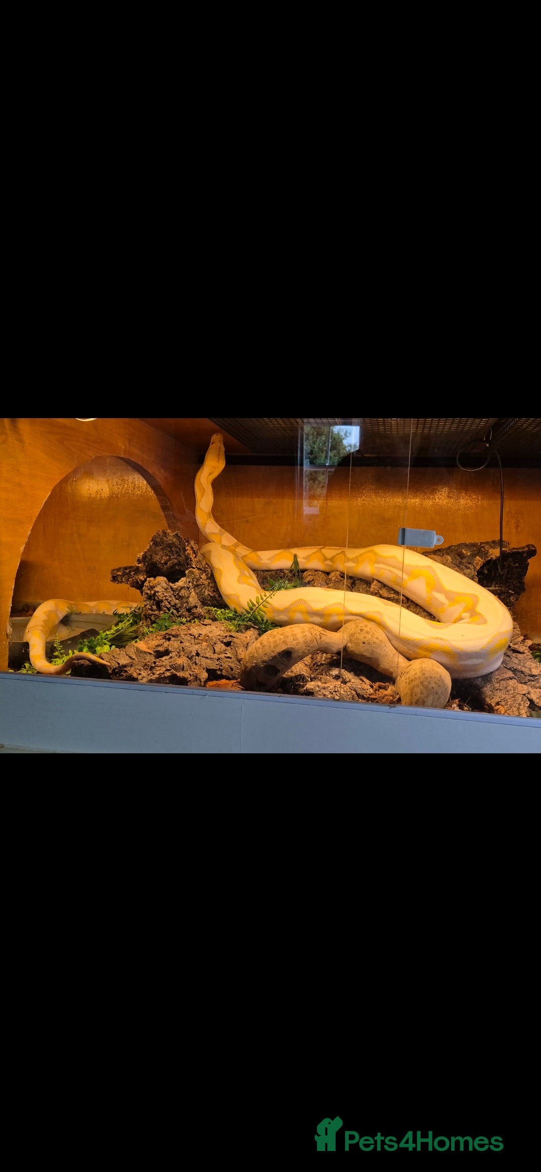 Python Snake reptiles for sale: Dwarf albino lavender python - Image 4