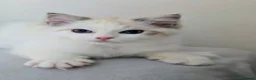 Ragdoll cats for sale: Beautiful Pedigree Ragdoll Kittens 💘Ready Now 💘 in Southsea - Advert 5