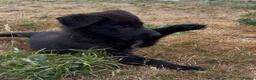 German Shepherd dogs for sale: Healthy German Shepherd Puppies - Advert 27