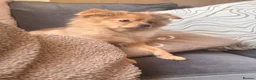 Pomchi dogs for sale: Pomchi Charlie 🐾 - Advert 2