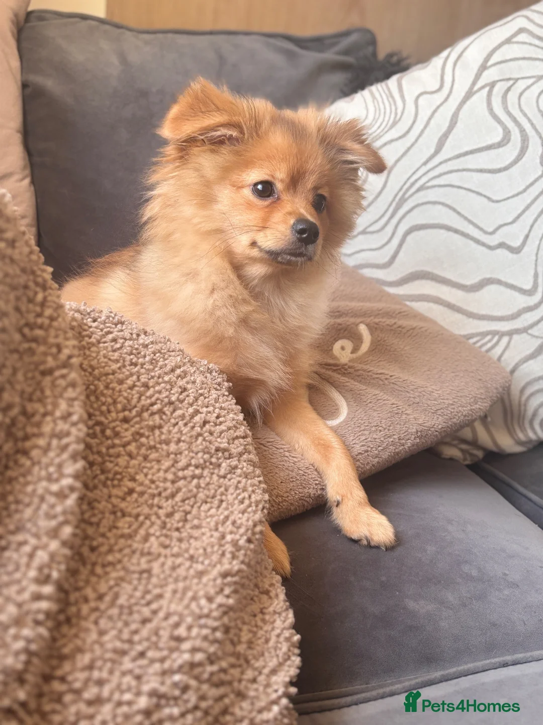 Pomchi dogs for sale: Pomchi Charlie 🐾 - Advert 2