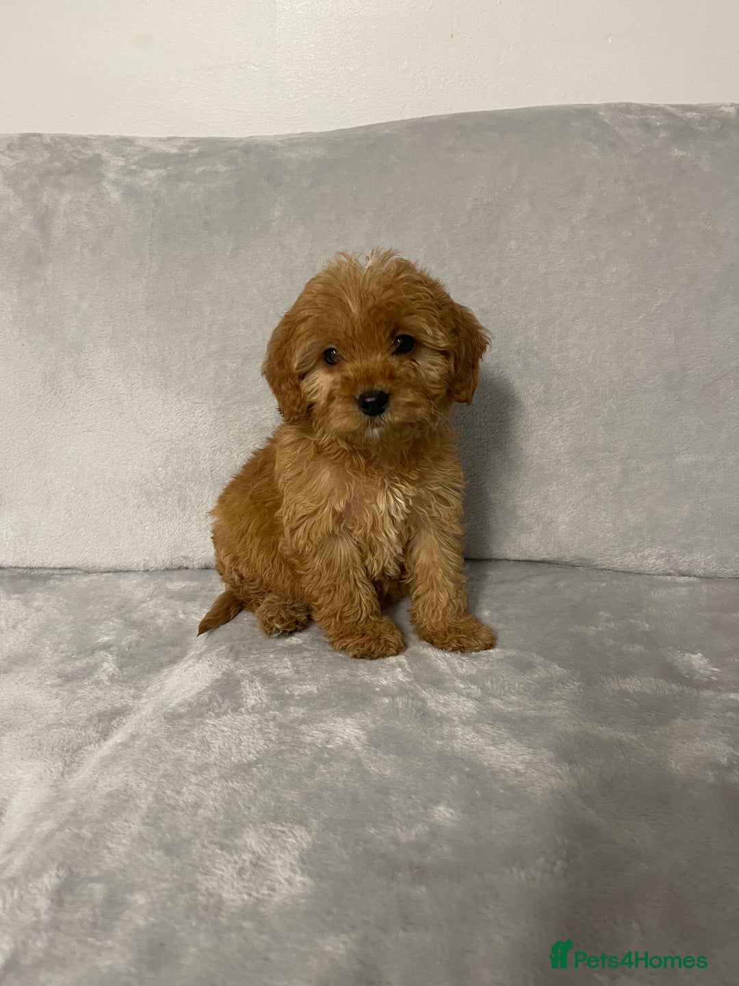 Cockapoo dogs for sale: 5 beautiful cockapoos  - Advert 16