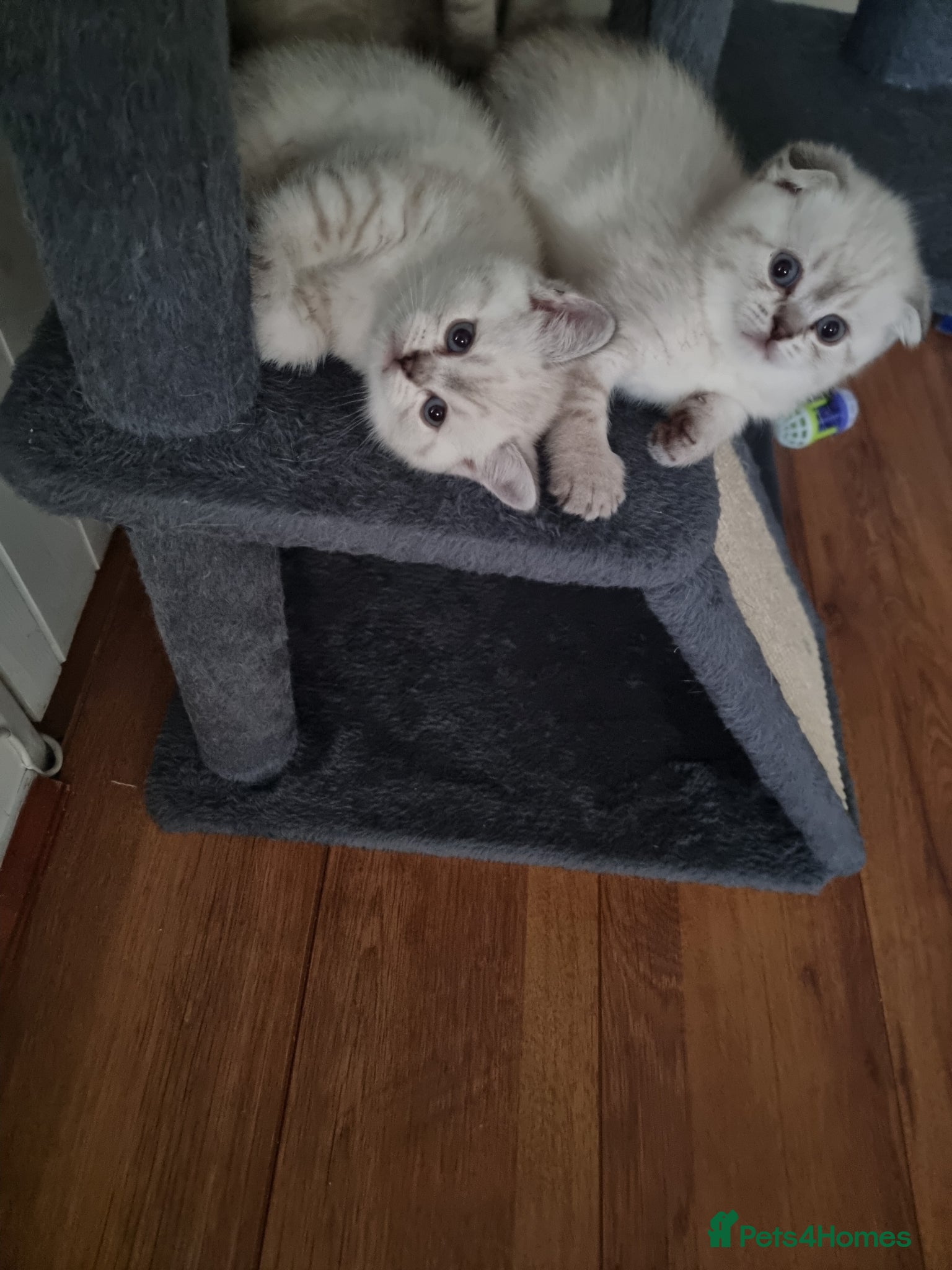 Scottish Fold cats Scottish Straight and Scottish Fold  - Advert 1