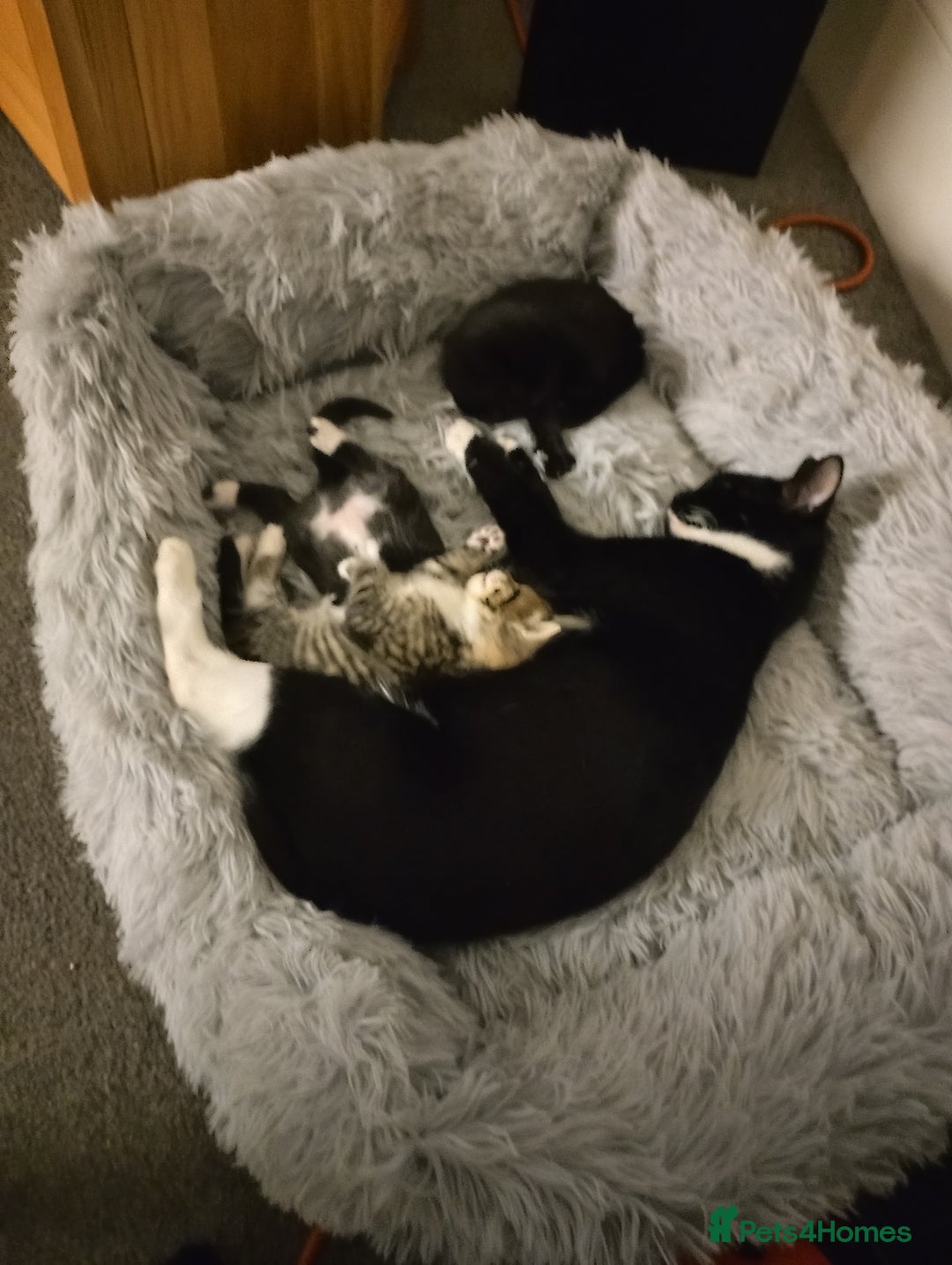 British Shorthair cats for sale: 3 stunning kittens all very cute  - Advert 7