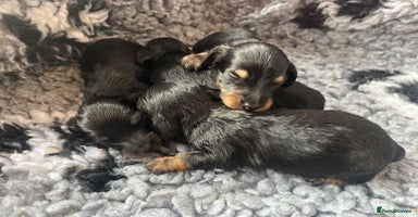 Miniature Dachshund dogs - Advert 3
