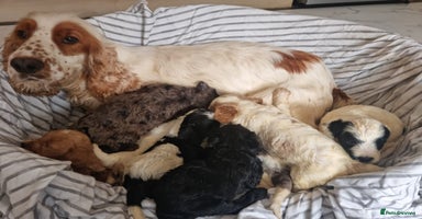 Cockapoo dogs - Advert 6