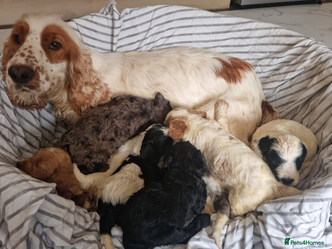 Cockapoo dogs for sale: Cockapoo puppies  - Image 2
