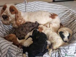 Cockapoo dogs - Advert 8