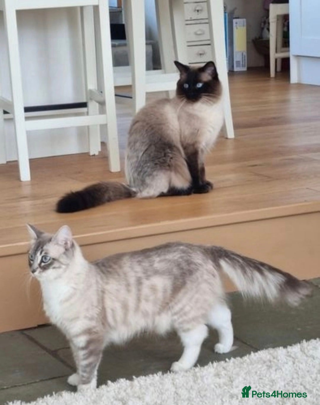 Ragdoll cats for sale: Quality Ragdoll Kittens - Image 10