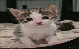 Bengal cats for sale: Bengal x kittens - Image 1